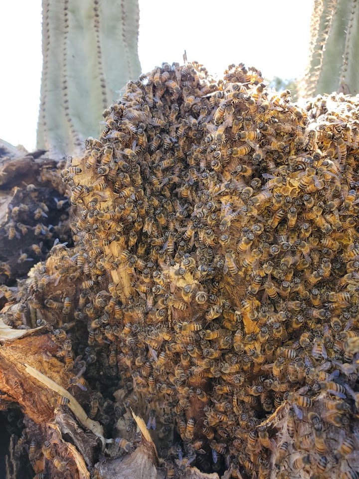 The Beeman Live Bee Removal project
