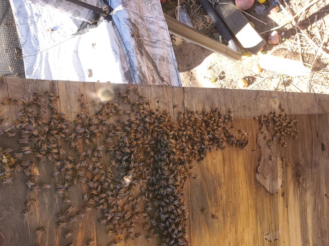 The Beeman Live Bee Removal project