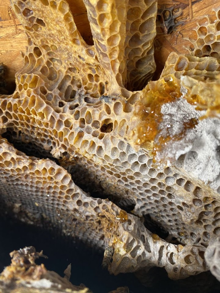 The Beeman Live Bee Removal project